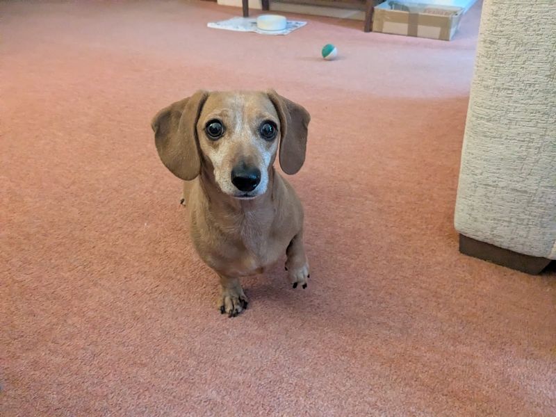 Kelyn | Dachshund (Miniature Smooth Haired) | Ilfracombe - 1
