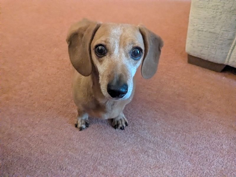 Kelyn | Dachshund (Miniature Smooth Haired) | Ilfracombe - 2