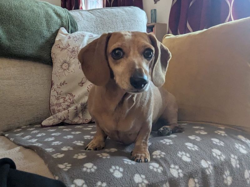 Kelyn | Dachshund (Miniature Smooth Haired) | Ilfracombe - 3