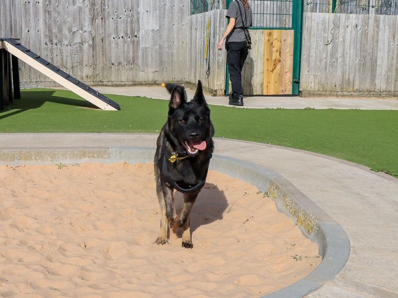 Victor | Caucasian Shepherd Dog Cross | Evesham (Worcestershire) - 6