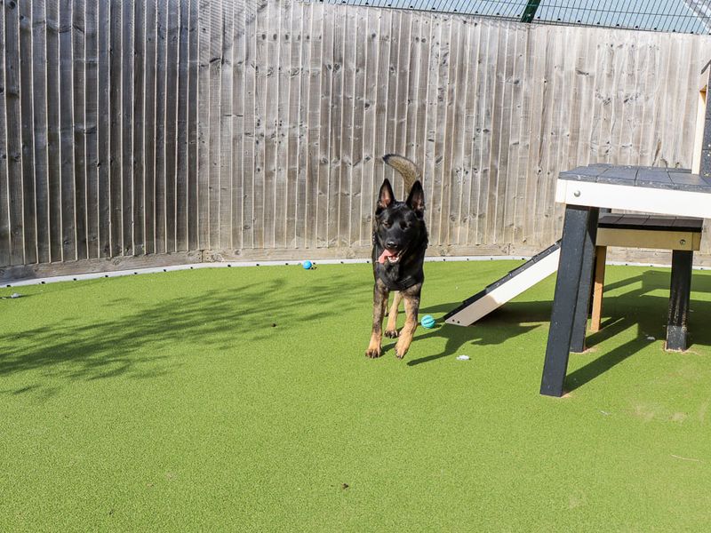 Victor | Caucasian Shepherd Dog Cross | Evesham (Worcestershire) - 5