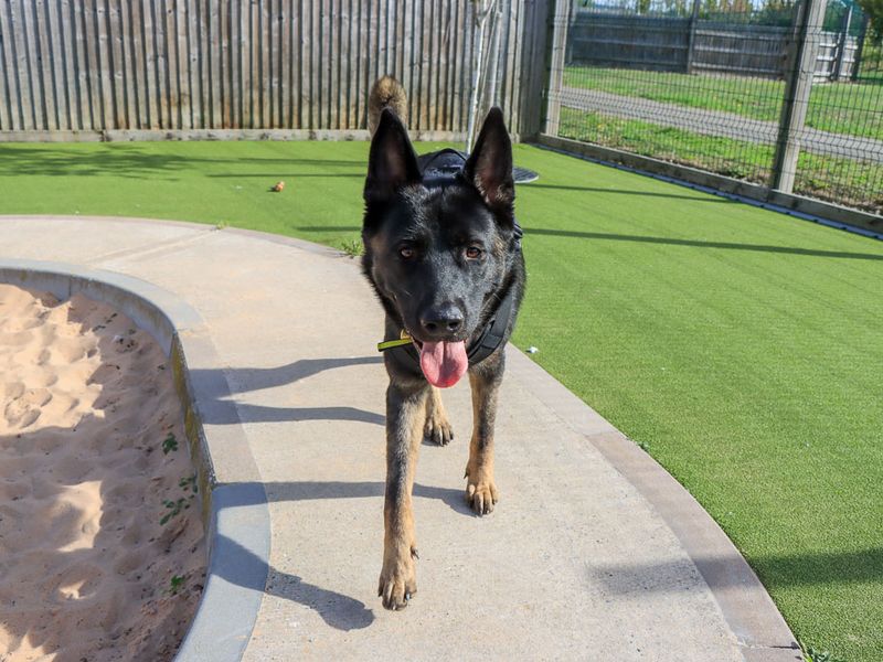 Victor | Caucasian Shepherd Dog Cross | Evesham (Worcestershire) - 3