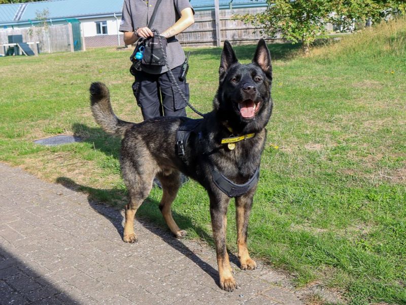 Victor | Caucasian Shepherd Dog Cross | Evesham (Worcestershire) - 2