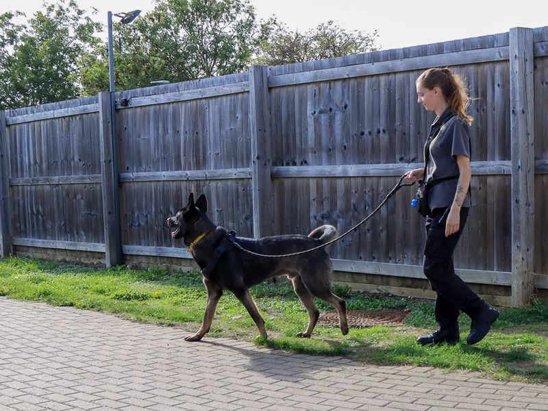 Victor | Caucasian Shepherd Dog Cross | Evesham (Worcestershire) - 4