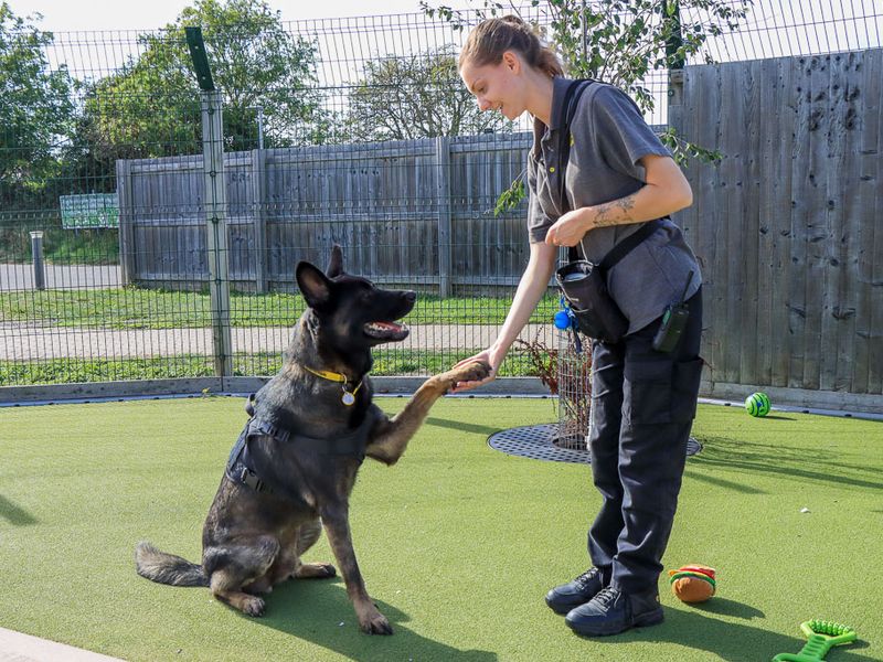 Victor | Caucasian Shepherd Dog Cross | Evesham (Worcestershire) - 7