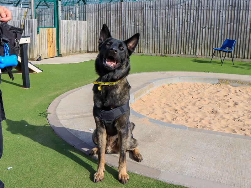 Victor | Caucasian Shepherd Dog Cross | Evesham (Worcestershire) - 8