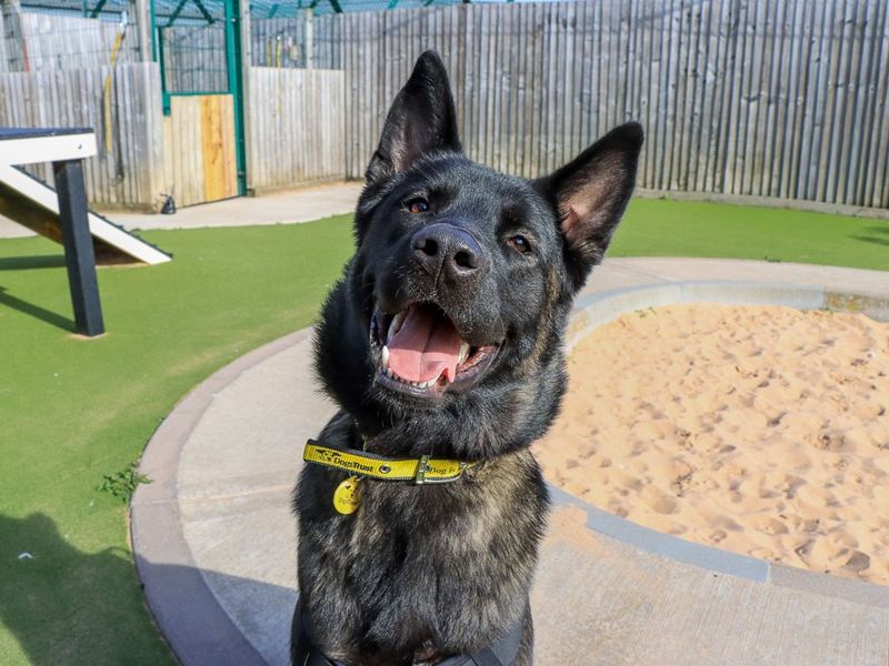 Victor | Caucasian Shepherd Dog Cross | Evesham (Worcestershire) - 1