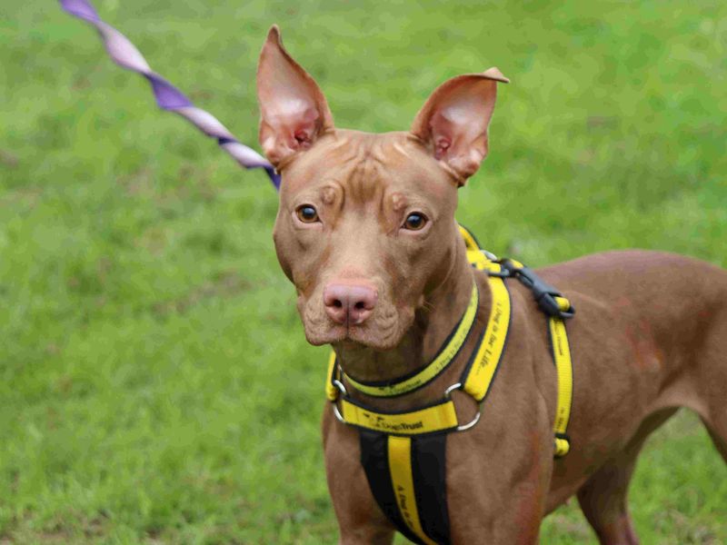 Pigeon | Terrier (Staffordshire Bull) Cross | Glasgow - 1