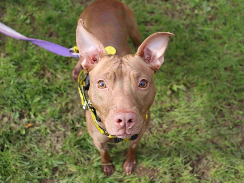 Pigeon | Terrier (Staffordshire Bull) Cross | Glasgow - 3