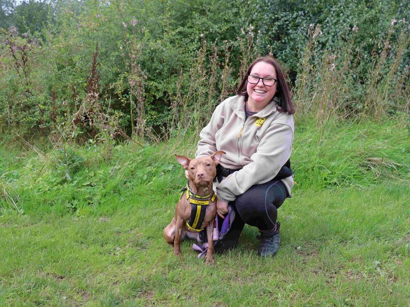 Pigeon | Terrier (Staffordshire Bull) Cross | Glasgow - 2