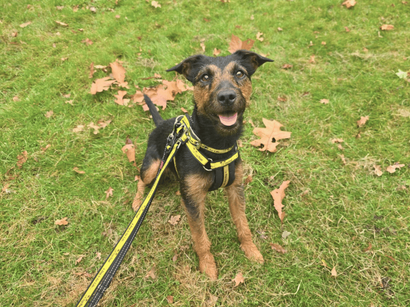 Skye | Terrier (Lakeland) Cross | Dundee - 1