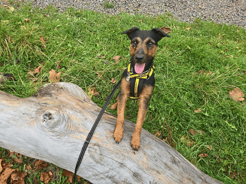 Skye | Terrier (Lakeland) Cross | Dundee - 5
