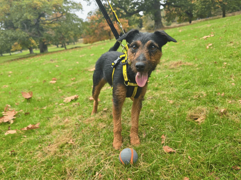 Skye | Terrier (Lakeland) Cross | Dundee - 4