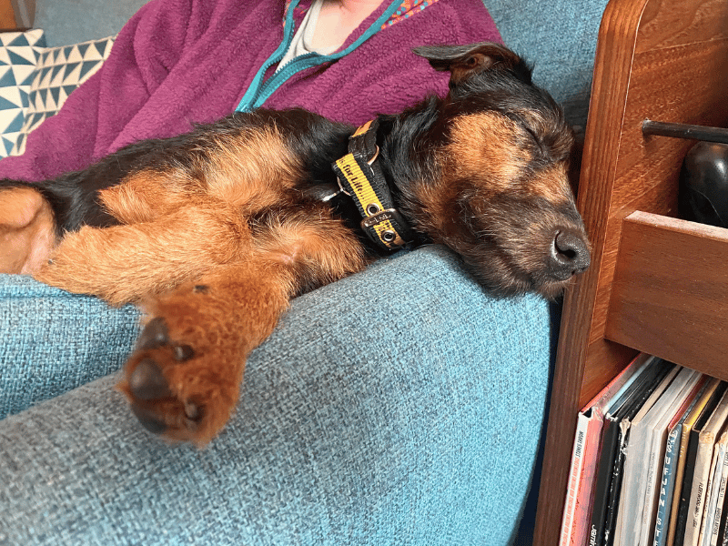Skye | Terrier (Lakeland) Cross | Dundee - 2