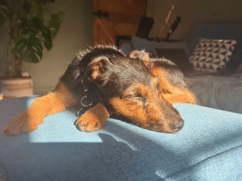 Skye | Terrier (Lakeland) Cross | Dundee - 3