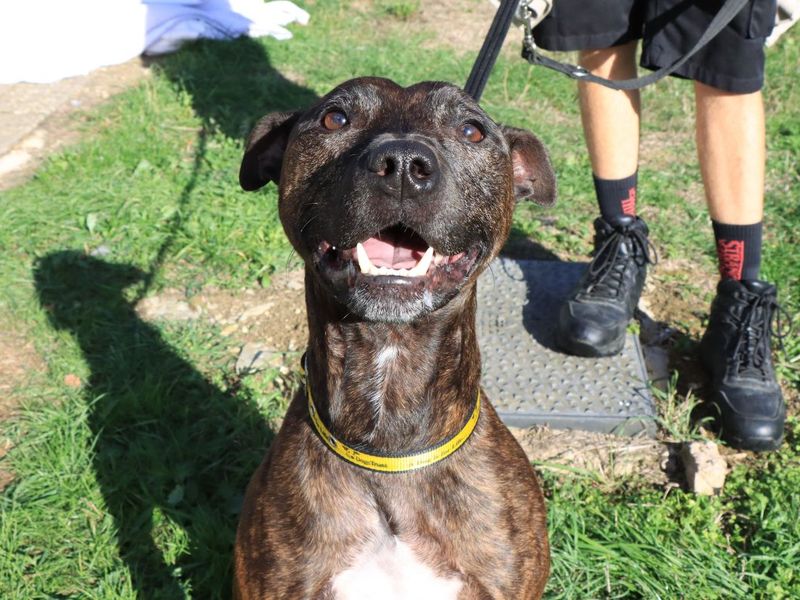 Julius | Terrier (Staffordshire Bull) | Evesham (Worcestershire) - 2