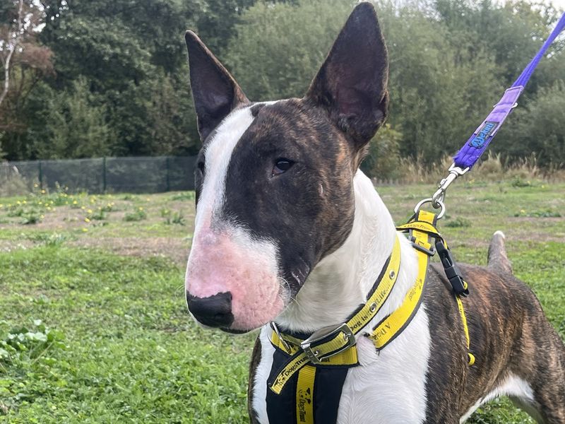 Odo | Terrier (Bull) | Canterbury - 4