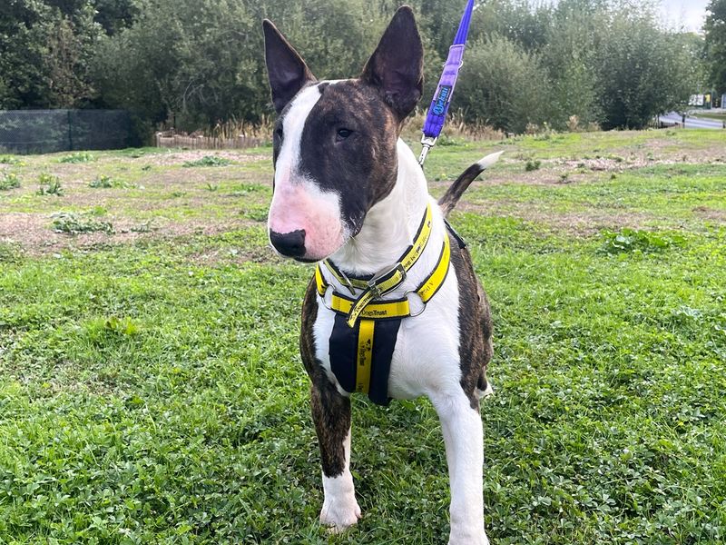 Odo | Terrier (Bull) | Canterbury - 3
