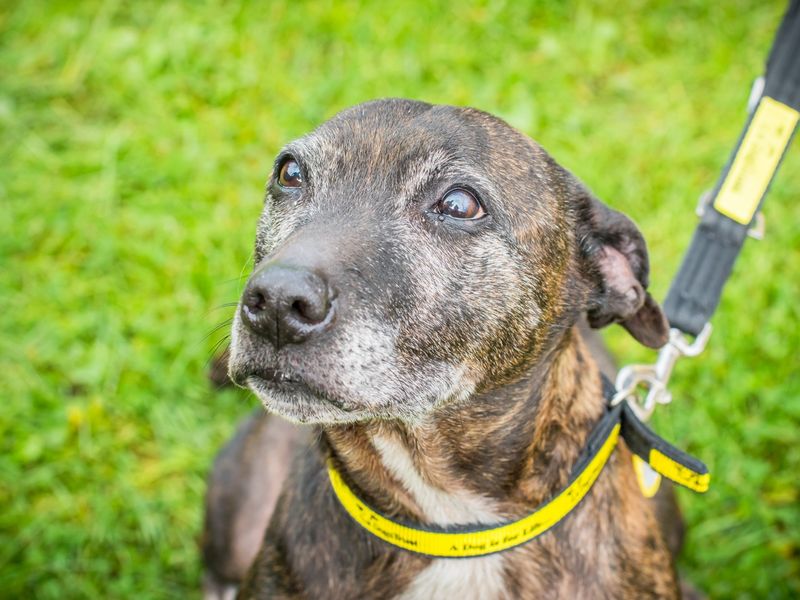 Staffordshire Bull Terrier Dogs And Puppies For Adoption