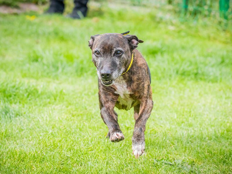 Savannah | Terrier (Staffordshire Bull) Cross | Cumbria - 2