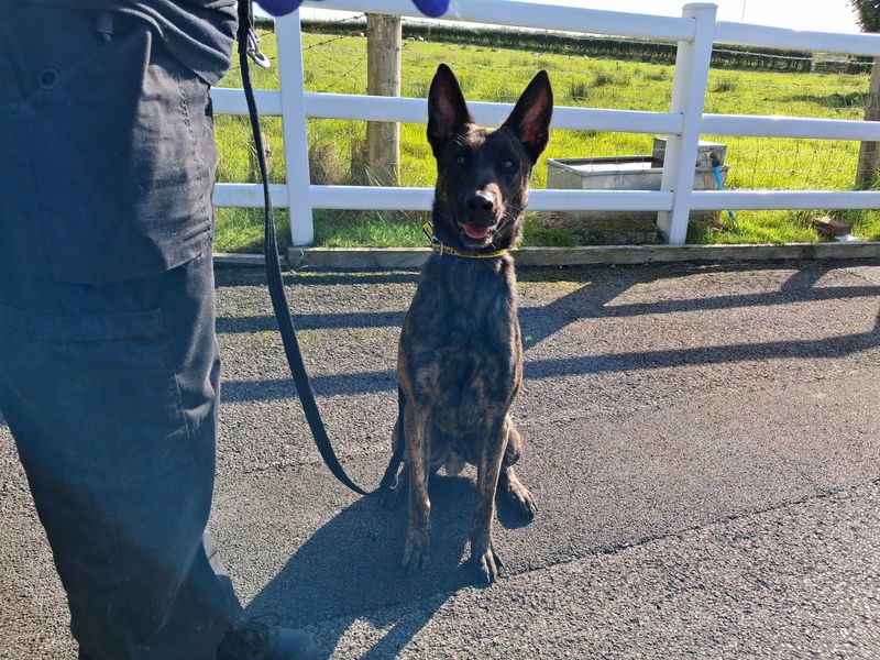 Gomez | Belgian Shepherd Dog (Malinois) | Cumbria - 1
