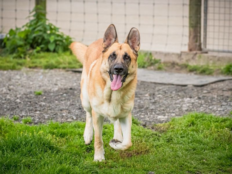Dodger | German Shepherd Dog | Cumbria - 2