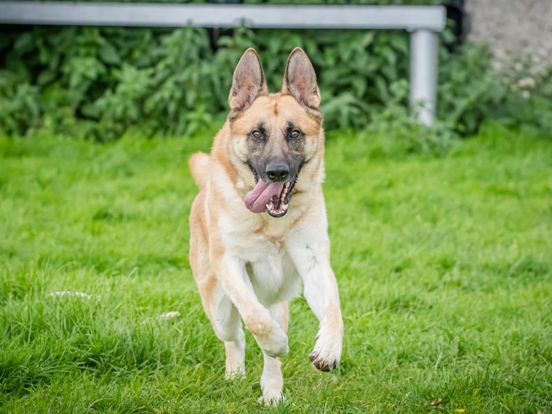 Dodger | German Shepherd Dog | Cumbria - 3