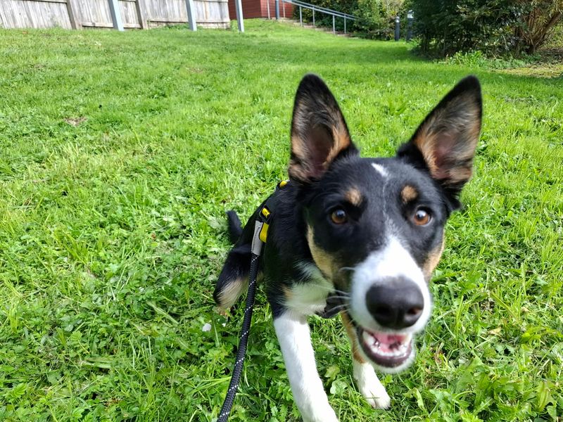 Saffron | Collie (Border) | Ilfracombe - 3