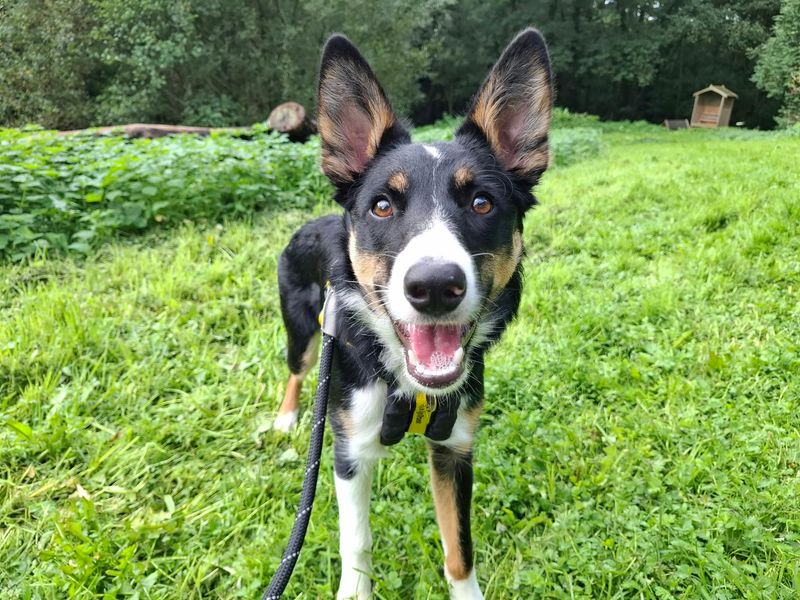 Saffron | Collie (Border) | Ilfracombe - 2