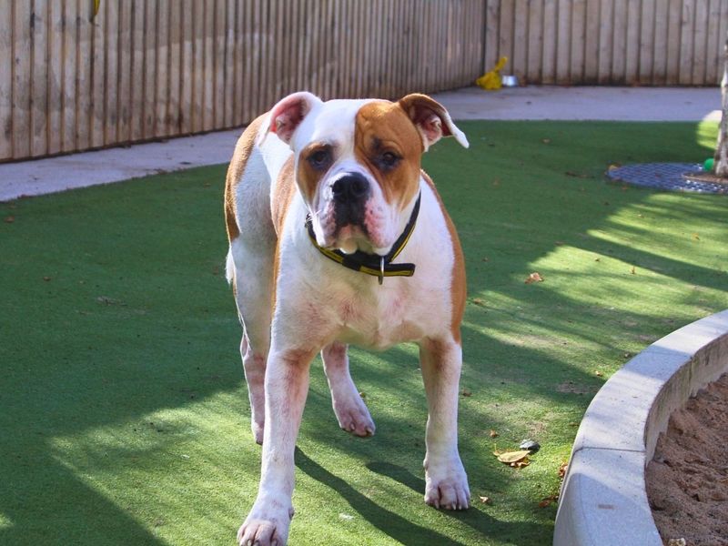 Pippin | American Bulldog | Manchester - 4