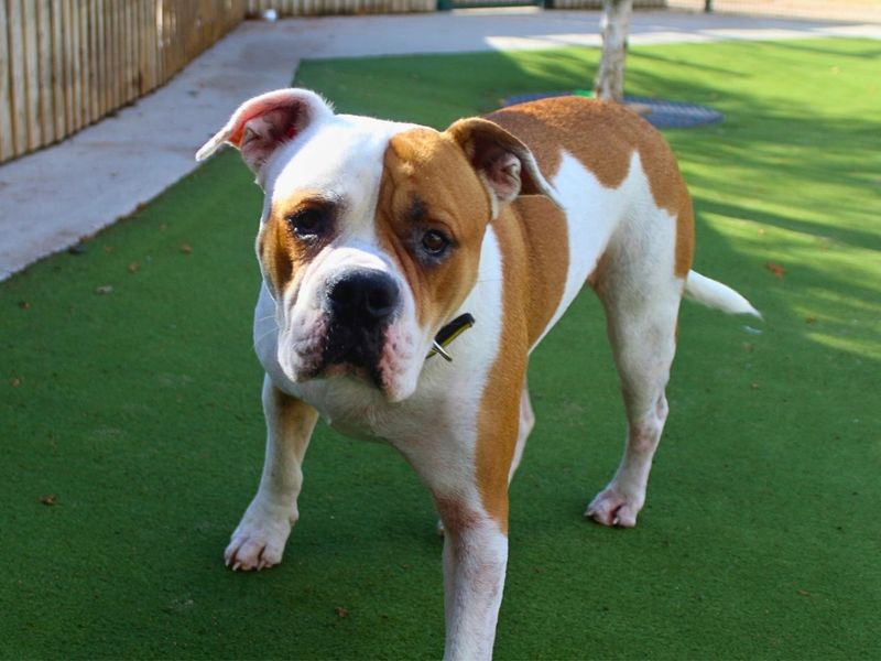 Pippin | American Bulldog | Manchester - 3
