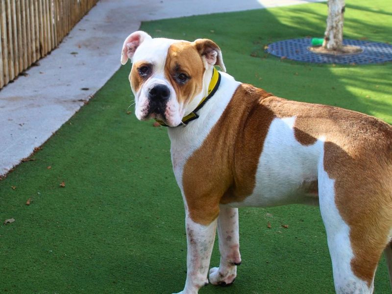 Pippin | American Bulldog | Manchester - 5