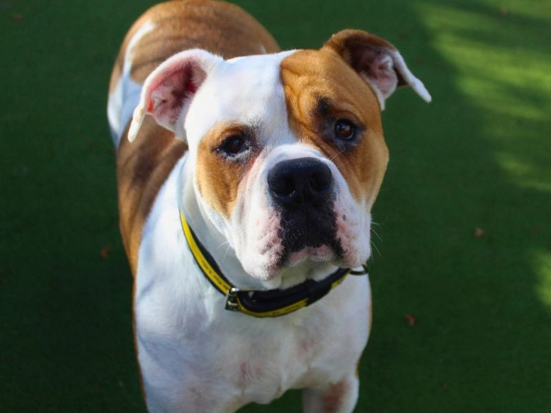 American Bulldog Dogs And Puppies For Adoption