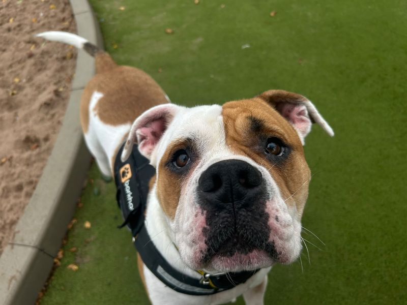 Pippin | American Bulldog | Manchester - 2