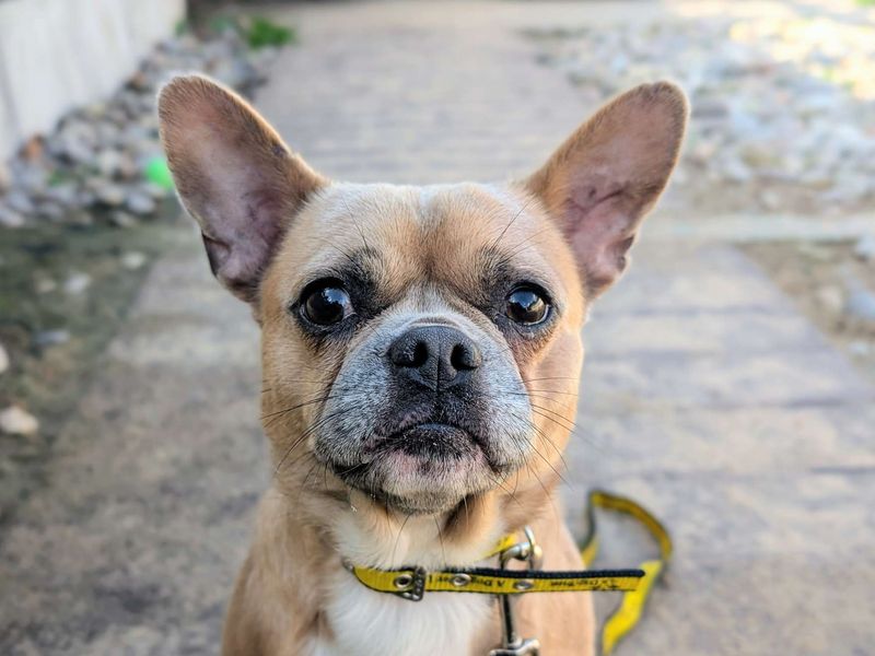 Kyro | Chihuahua (Smooth Coat) Cross | Cardiff - 1