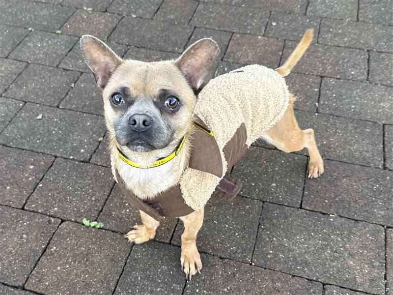 Hagrid | Chihuahua (Smooth Coat) Cross | Cardiff - 4