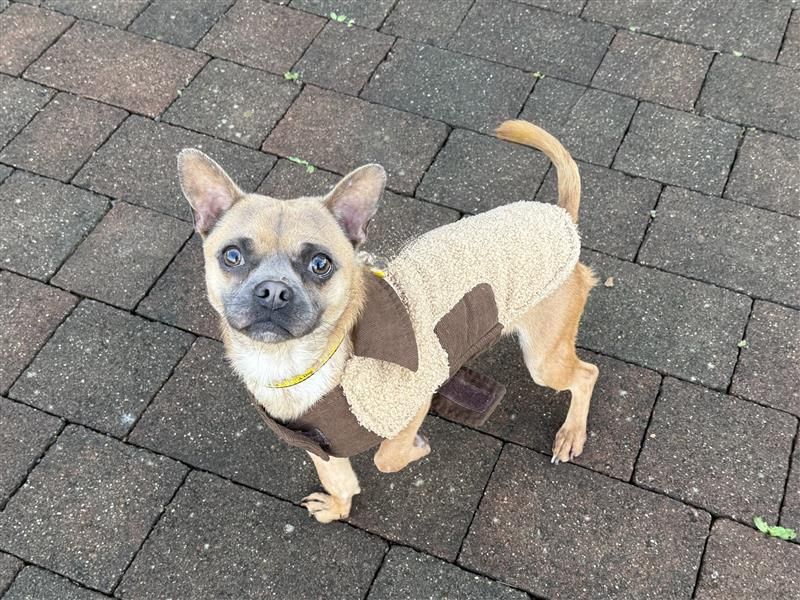 Hagrid | Chihuahua (Smooth Coat) Cross | Cardiff - 3