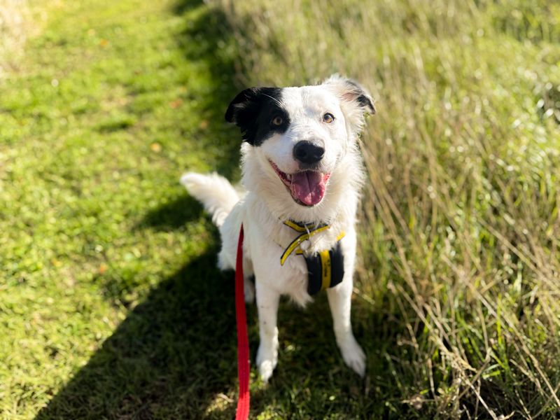 Ghost | Bulldog Cross | Newbury (Berkshire) - 4