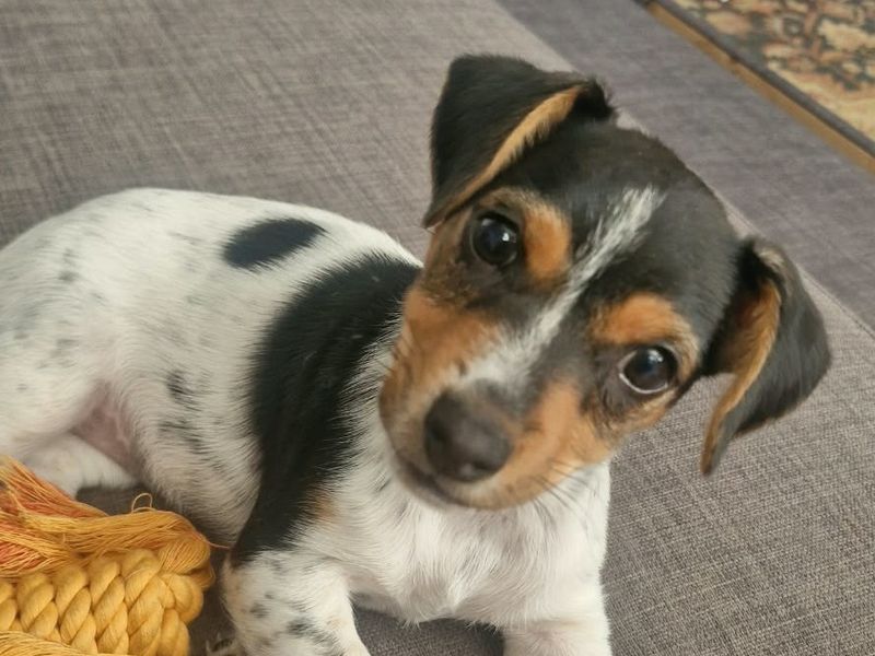 Chihuahua Dogs And Puppies For Adoption