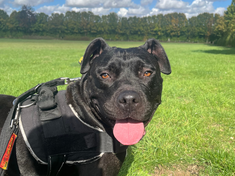 Petal | Terrier (Staffordshire Bull) Cross | Salisbury (Wiltshire) - 2