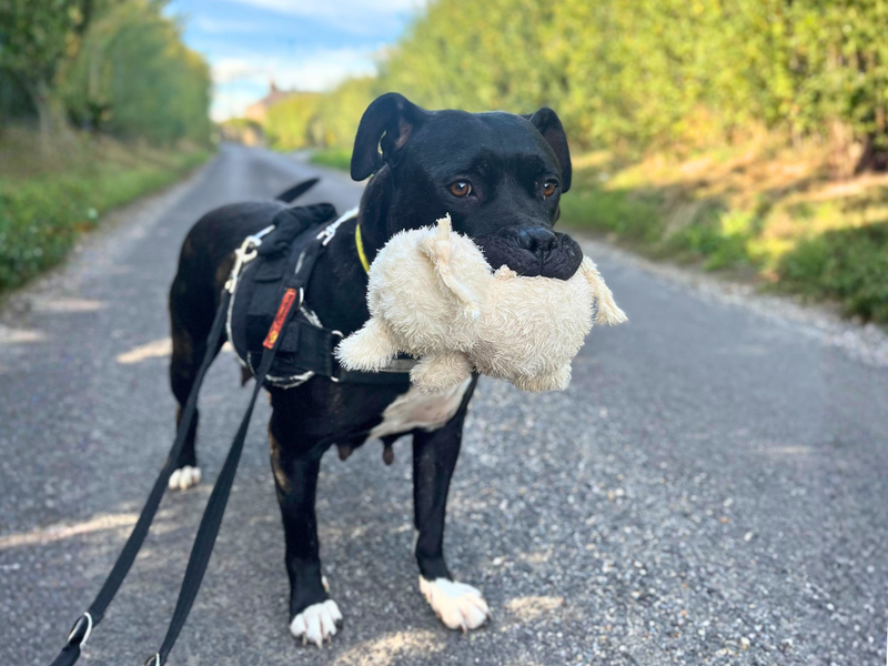 Petal | Terrier (Staffordshire Bull) Cross | Salisbury (Wiltshire) - 1