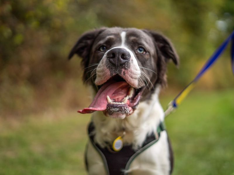 Junior | Bulldog Cross | Newbury (Berkshire) - 3