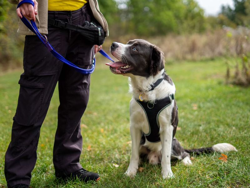 Junior | Bulldog Cross | Newbury (Berkshire) - 6