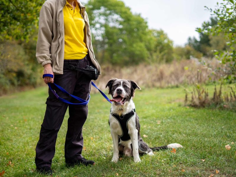 Junior | Bulldog Cross | Newbury (Berkshire) - 2
