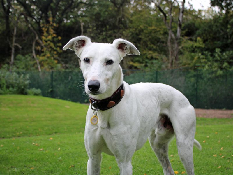 Ben | Lurcher | Merseyside (Liverpool) - 3