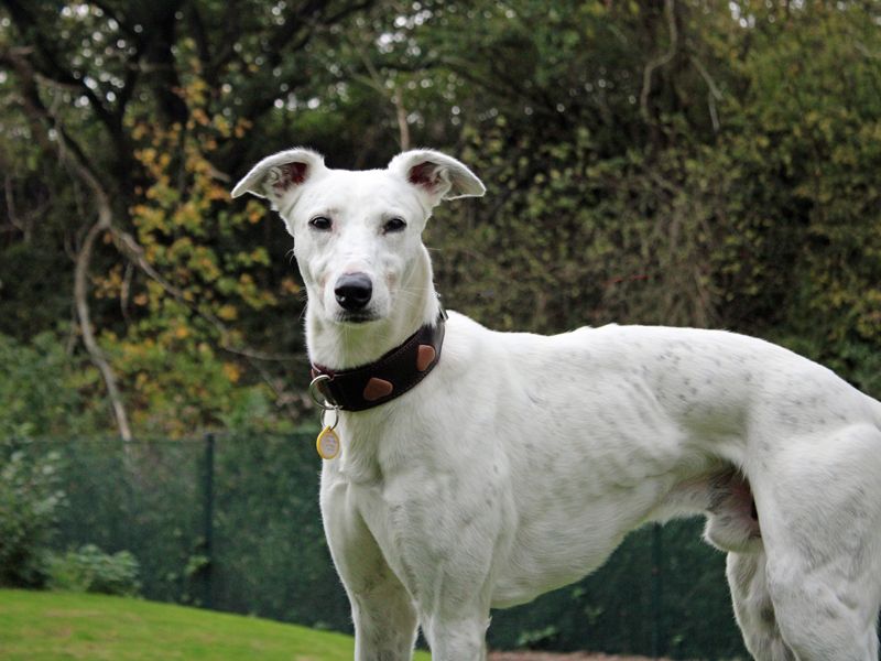 Ben | Lurcher | Merseyside (Liverpool) - 4