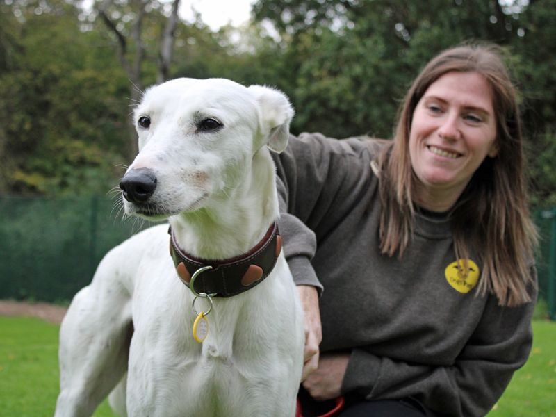 Ben | Lurcher | Merseyside (Liverpool) - 1