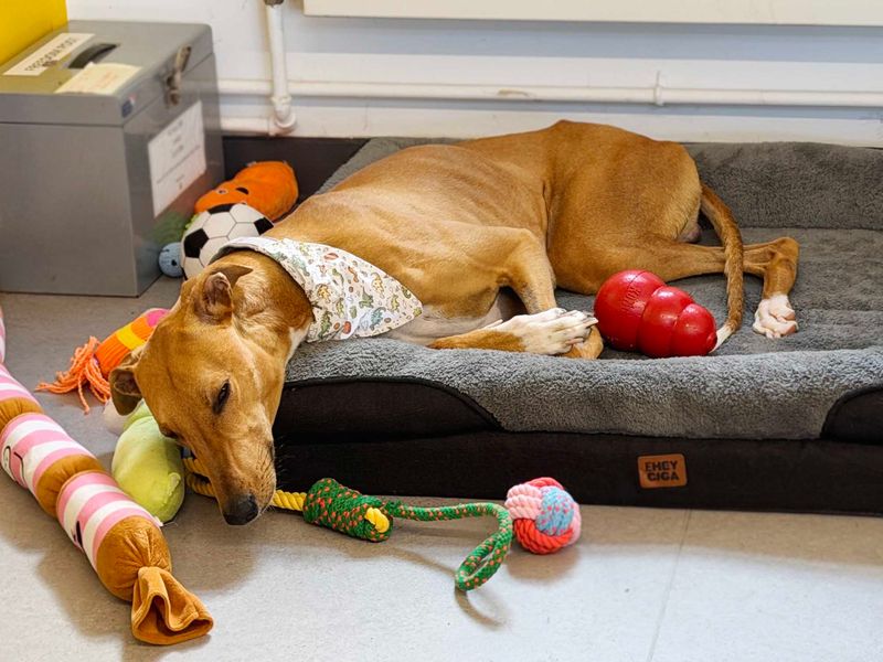 Cinnamon | Lurcher | Leeds - 3