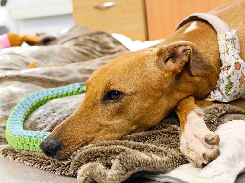 Cinnamon | Lurcher | Leeds - 4