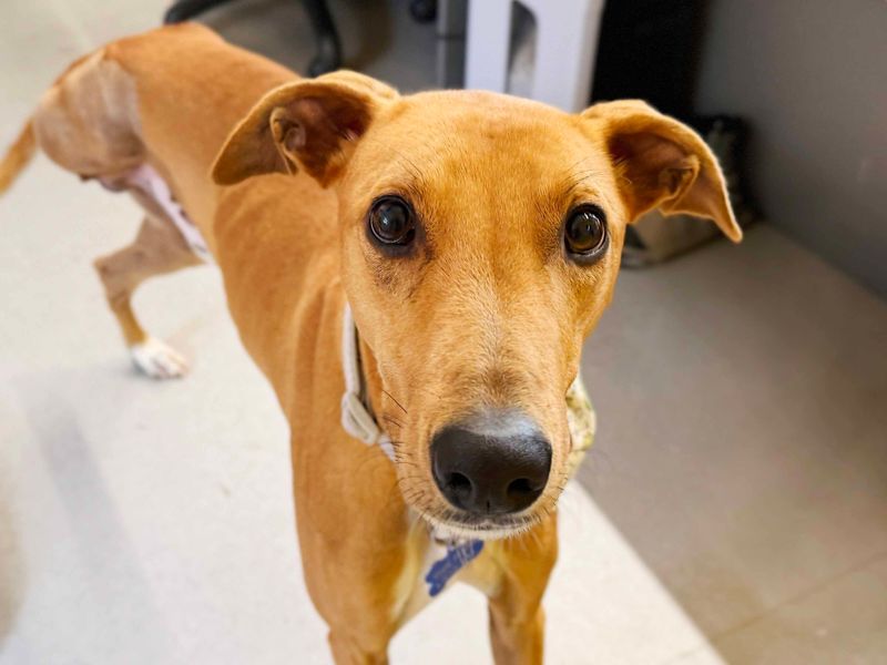 Cinnamon | Lurcher | Leeds - 2